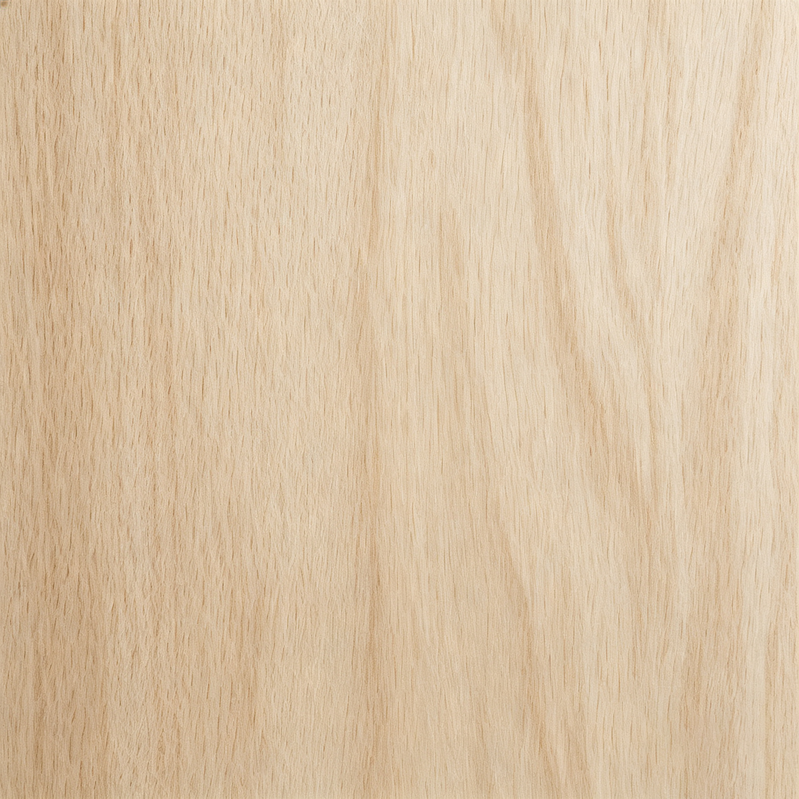 Beech